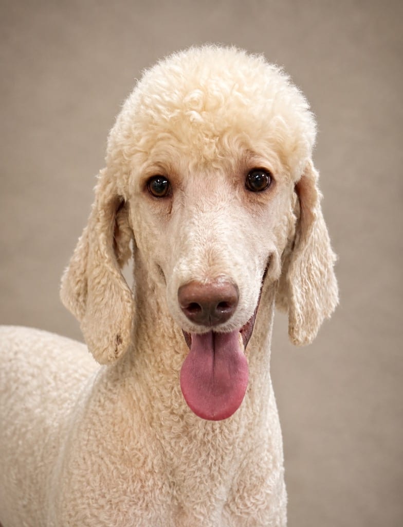 Photo of Noah, adoptable Poodle in Crossville, Tennessee