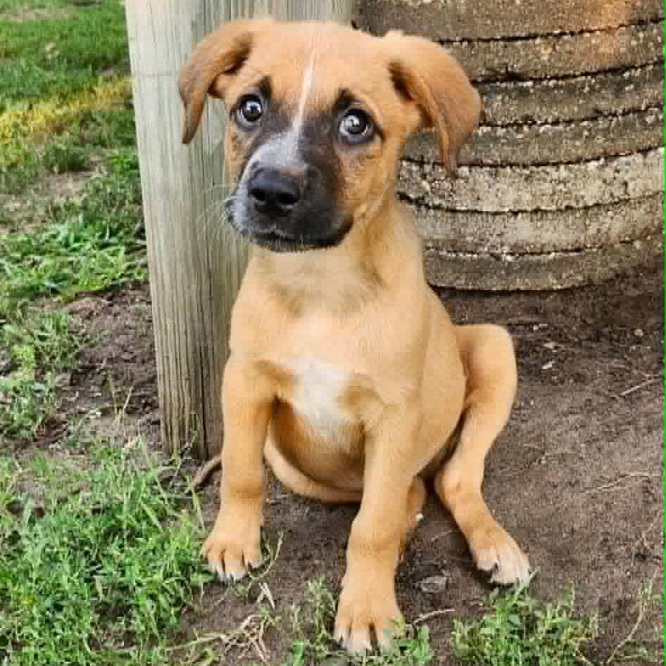 Photo of Futura, adoptable Mixed Breed (Medium) in Buffalo, Minnesota