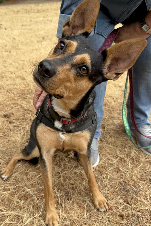 Photo of Dinka, adoptable Cattle Dog in Bellevue, Washington
