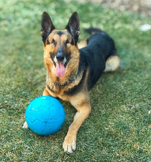 Photo of Ghost, adoptable German Shepherd Dog in Baltimore, Maryland