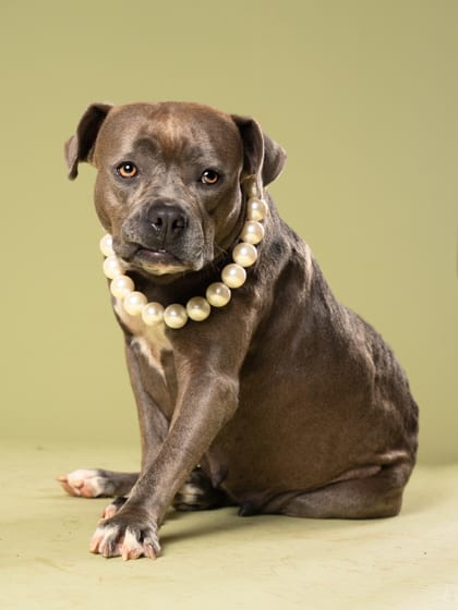 Photo of Kammielot, adoptable dog in Atlanta, Georgia