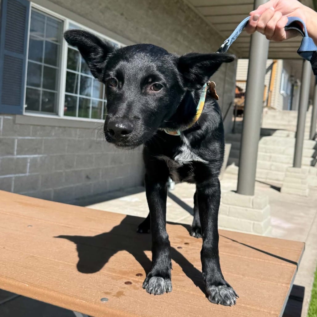 Photo of Snoop-63375, adoptable Shepherd / Mixed Breed (Medium) in Bend, Oregon