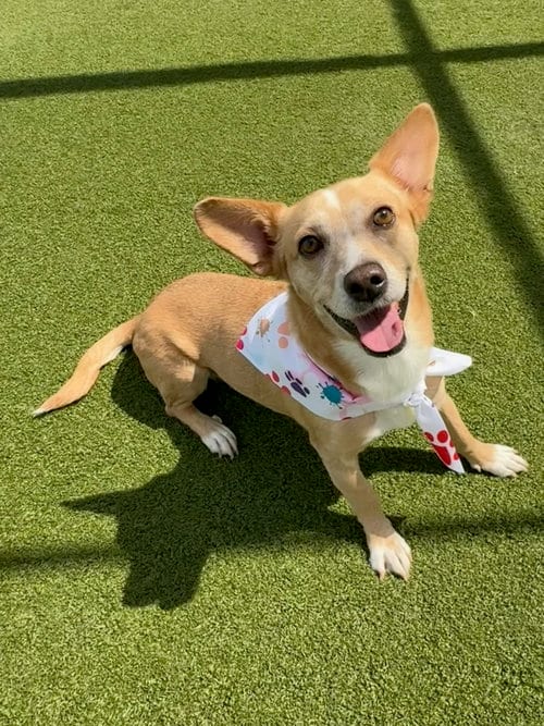 Photo of Bea, adoptable Jack Russell Terrier in Phoenix, Arizona