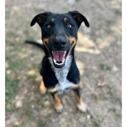 Photo of Pumpkin, adoptable Shepherd (Unknown Type) in Jurupa Valley, California