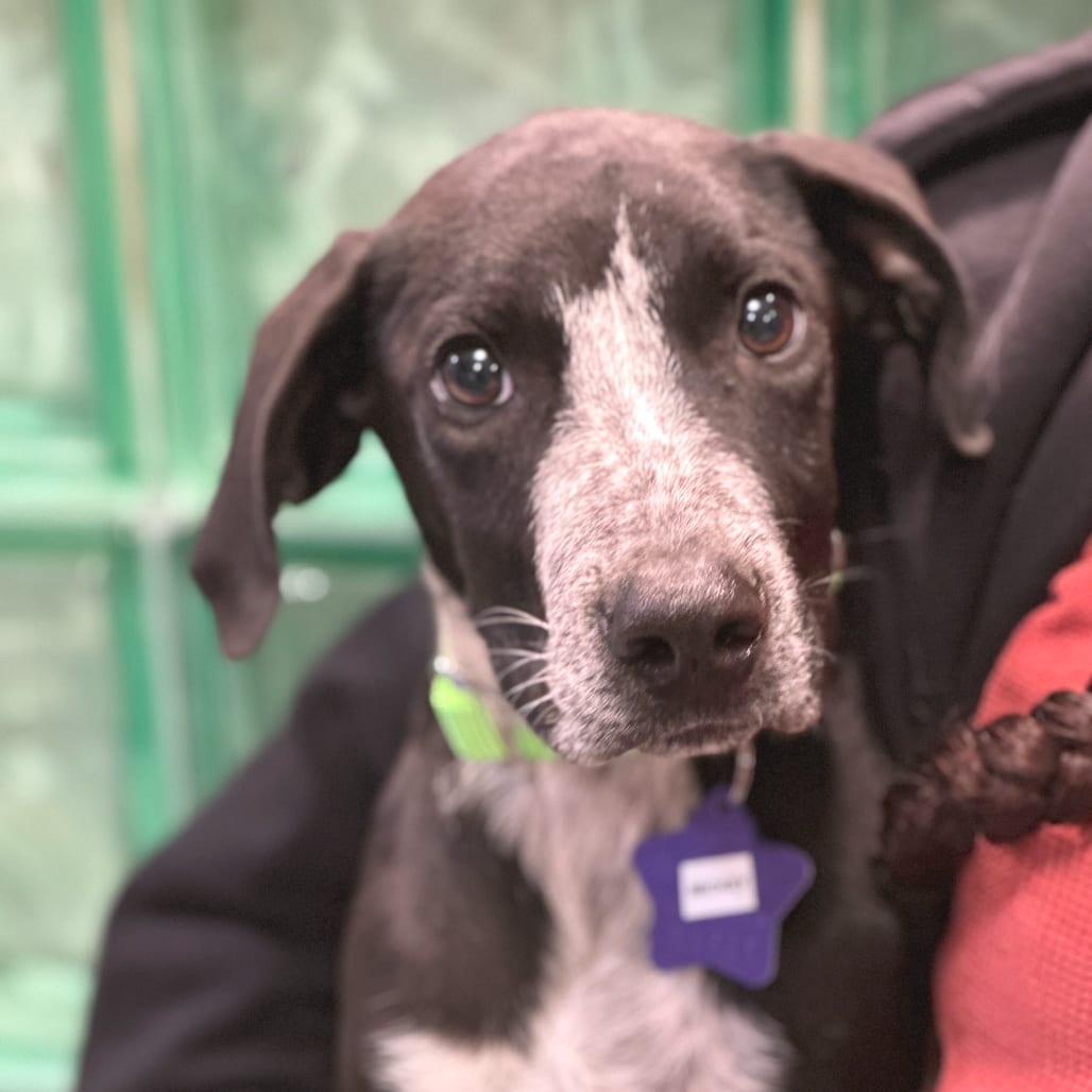 Photo of Mickey, adoptable Mixed Breed (Large) in San Francisco, California