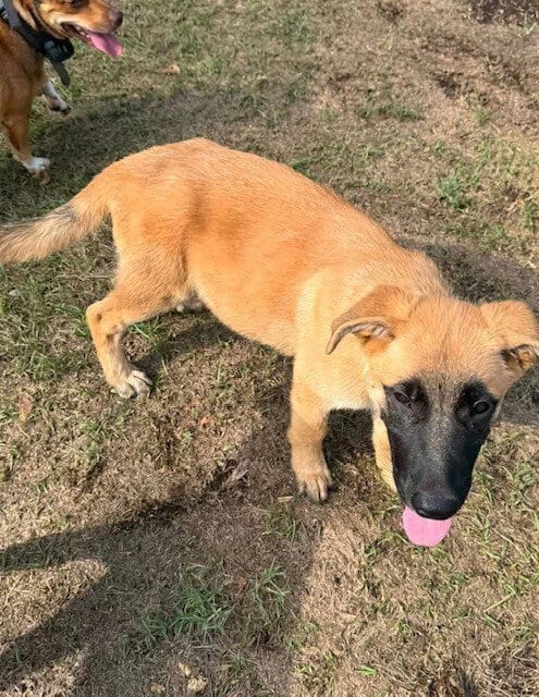 Photo of Everyone Loves Raymond Litter - Robert, adoptable Belgian Shepherd Malinois in Imlay City, Michigan