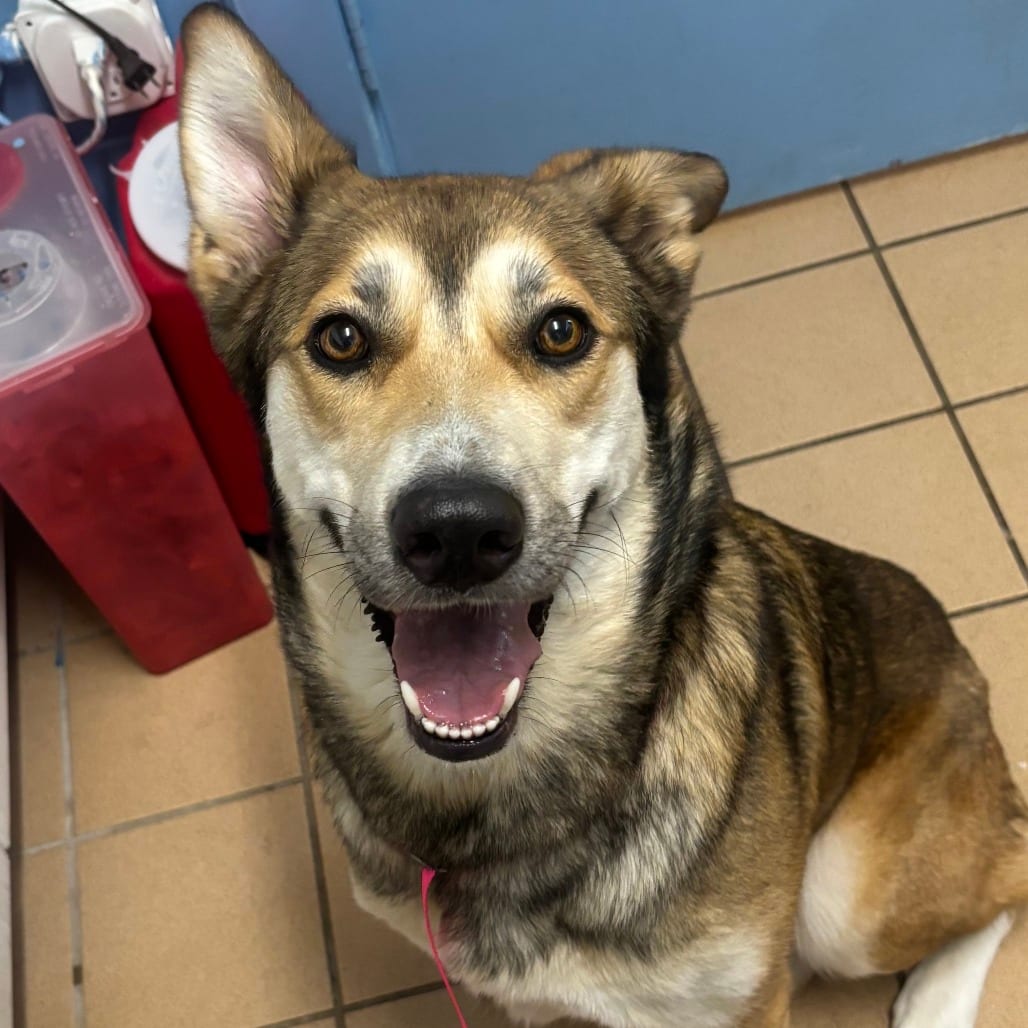 Photo of Mara, adoptable Shepherd / Mix in Fort Pierce, Florida