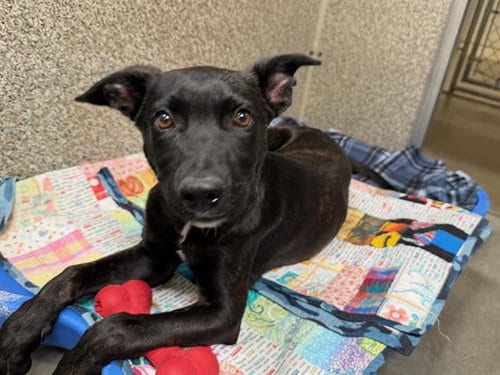 Photo of Adam, adoptable Belgian Shepherd Malinois in Santa Rosa, California