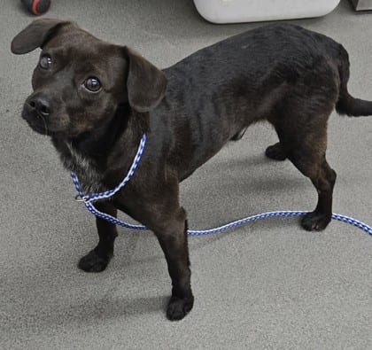 Photo of Robbie, adoptable dog in Bakersfield, California