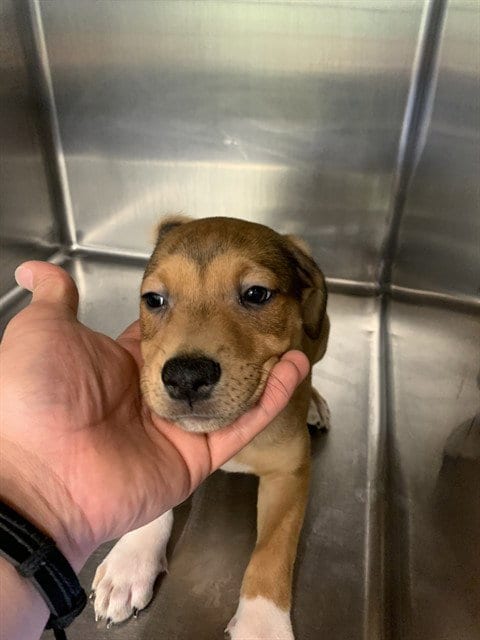 Photo of Scary Spice, adoptable American Staffordshire Terrier in Grand Prairie, Texas