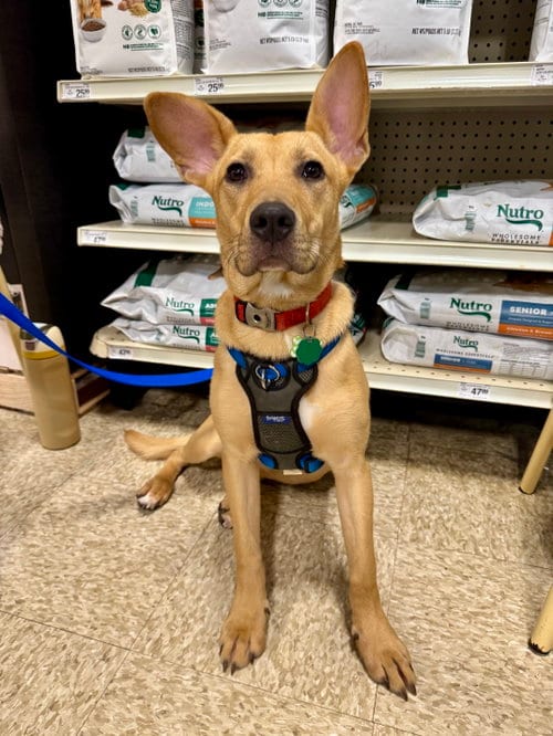 Photo of Rainbow, adoptable Boxer in Herndon, Virginia
