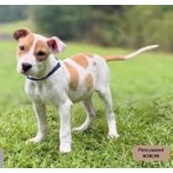 Photo of Rowdy, adoptable Labrador Retriever in Washington, District of Columbia