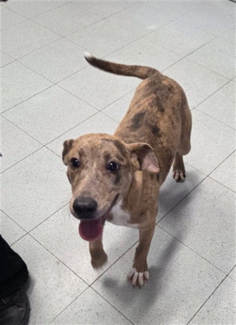 Photo of Wednesday, adoptable Labrador Retriever in Augusta, Georgia