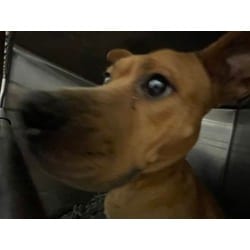 Photo of Gingersnap, adoptable Terrier (Unknown Type, Medium) in Baton Rouge, Louisiana