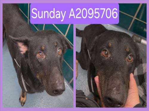 Photo of Sunday, adoptable German Shepherd Dog in Houston, Texas