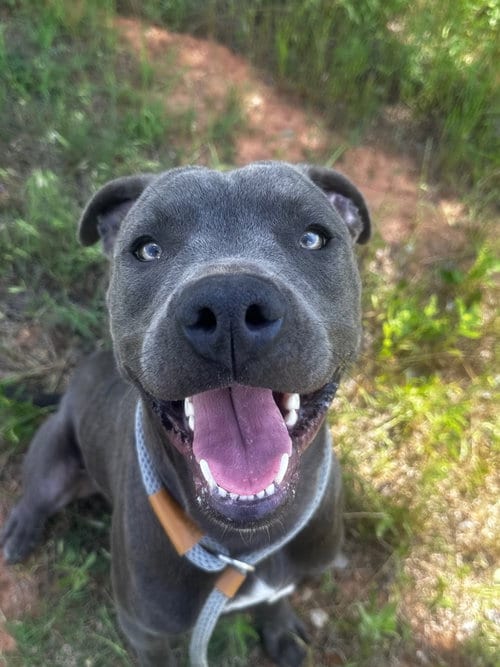 Photo of Jinx, adoptable Pit Bull Terrier in Newcastle, Oklahoma