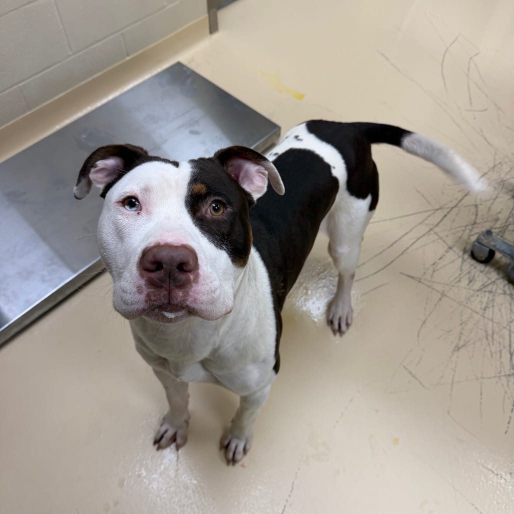 Photo of Jack O'Lantern, adoptable Mixed Breed (Medium) in Winston-Salem, North Carolina