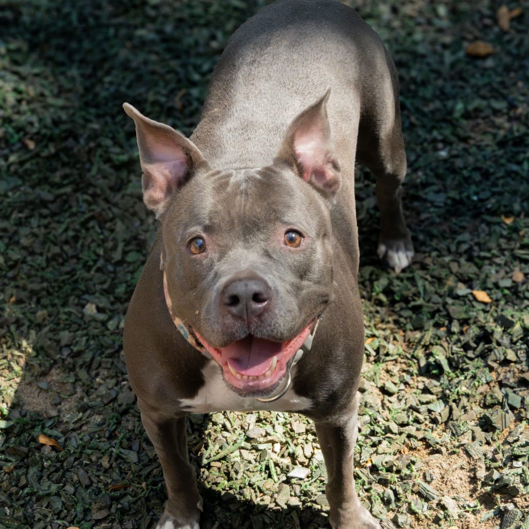 Photo of Greenbean (I have a Secret Crush!), adoptable Mixed Breed (Large) in Decatur, Georgia