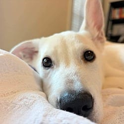 Photo of Franklin, adoptable Husky Shepherd (Unknown Type) in Holly Springs, North Carolina