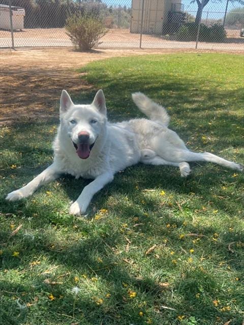 Photo of Ghost, adoptable Siberian Husky in Thousand Palms, California