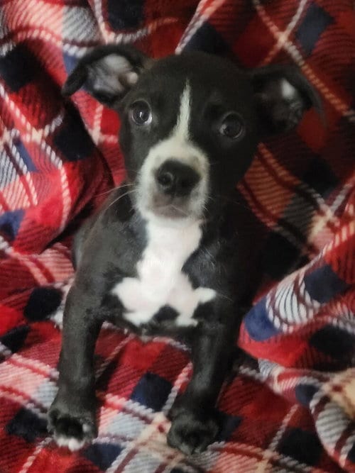 Photo of Rembrandt, adoptable Pit Bull Terrier in Bolivar, Missouri