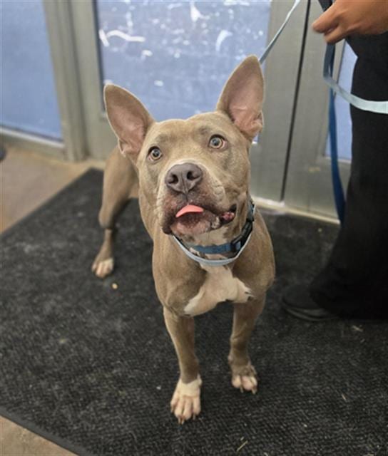 Photo of Bebe, adoptable Mixed Breed