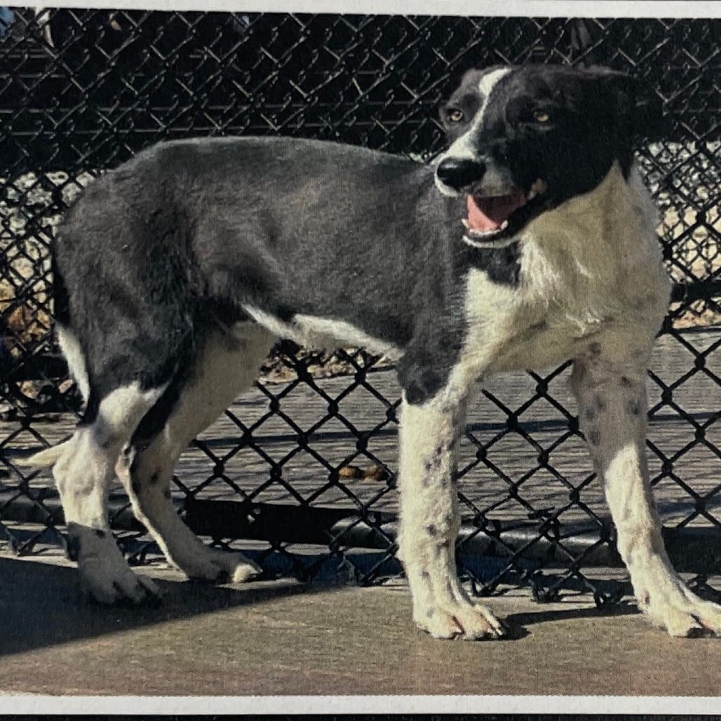Photo of Poncho, adoptable Collie, Border / Mix in Spokane, Washington