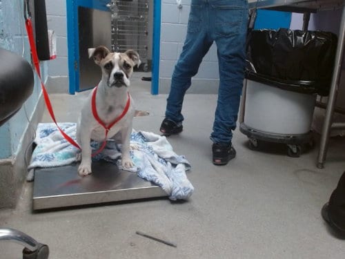Photo of Seashell, adoptable Boxer in Albuquerque, New Mexico