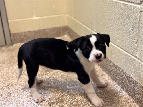 Photo of Ricotta, adoptable Labrador Retriever in Pueblo, Colorado