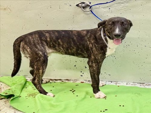 Photo of Woody, adoptable Staffordshire Bull Terrier in Houston, Texas