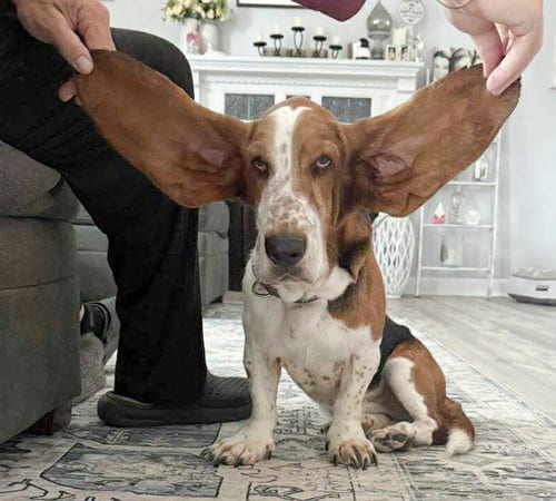Photo of Brownie, adoptable Basset Hound in Milmay, New Jersey