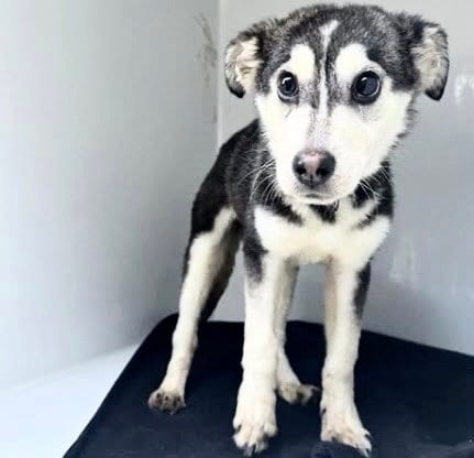 Photo of A661335, adoptable Husky in Houston, Texas