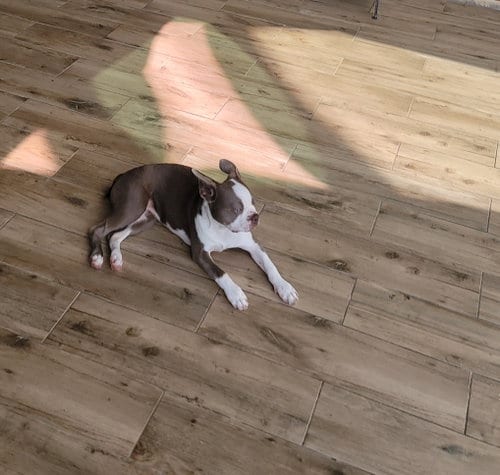 Photo of Lilly, adoptable Boston Terrier in Little Elm, Texas