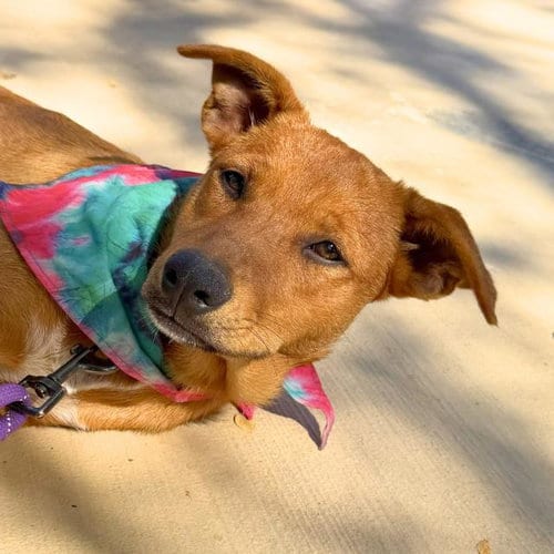 Photo of Idli, adoptable Labrador Retriever in San Antonio, Texas