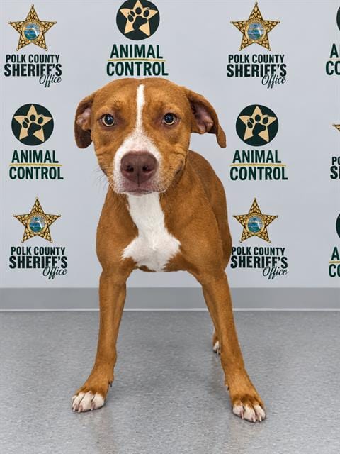 Photo of Jill, adoptable Labrador Retriever in Winter Haven, Florida