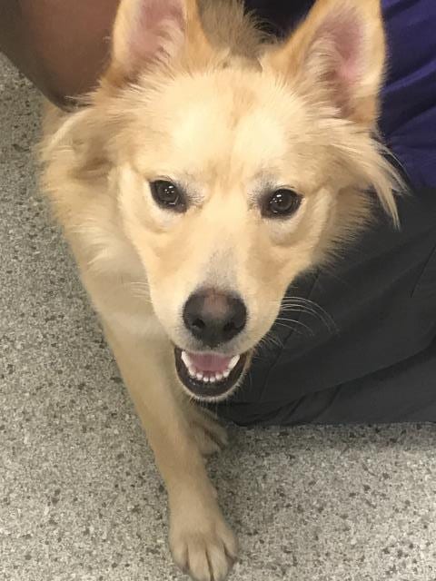 Photo of A432429, adoptable Chow Chow in Conroe, Texas