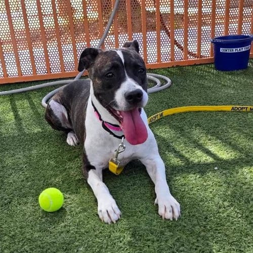 Photo of Rainbow Sparkles, adoptable Boxer in Las Vegas, Nevada