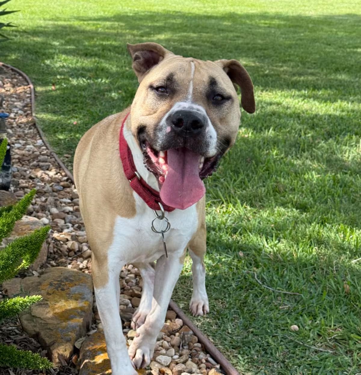 Photo of Charlie, adoptable American Pit Bull Terrier in Dallas, Texas