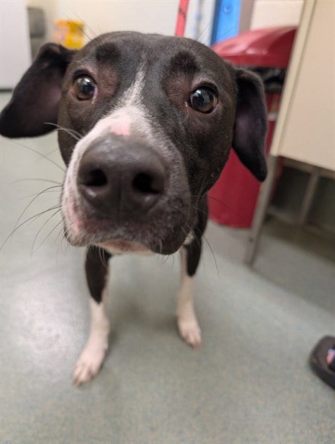 Photo of Ziggy, adoptable Pointer in Lee's Summit, Missouri