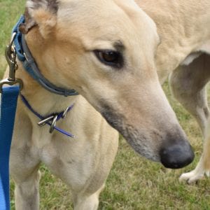 Photo of Peabody Duck, adoptable Greyhound in Grandville, Michigan