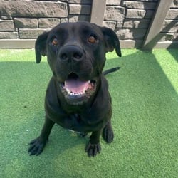 Photo of Cleopatra 0314, adoptable Cane Corso in Loxahatchee, Florida