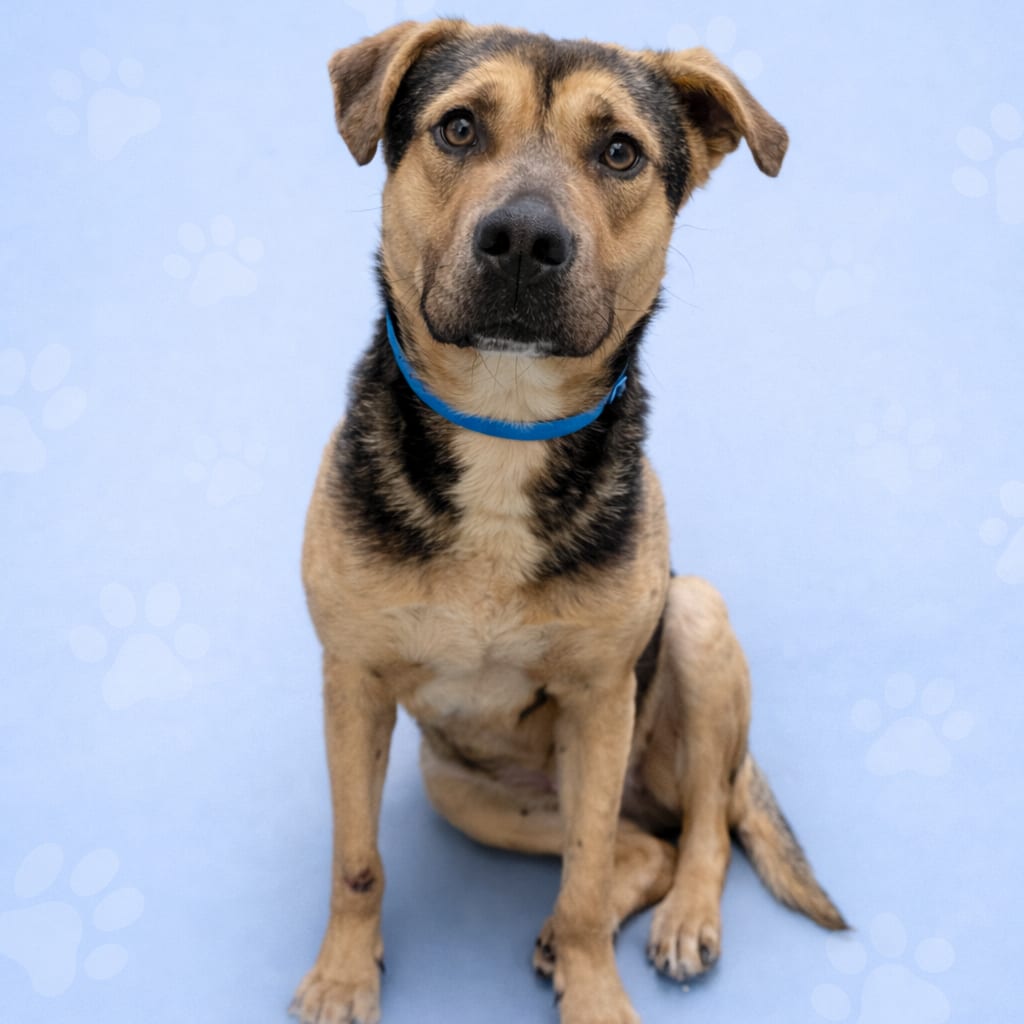 Photo of Ridge aka "Cobe", adoptable Mixed Breed (Medium)