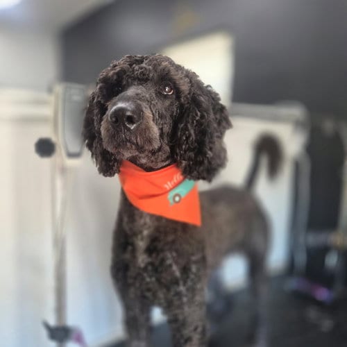 Photo of Lucky- very handsome boy, adoptable Poodle (Standard) in Oakhurst, New Jersey