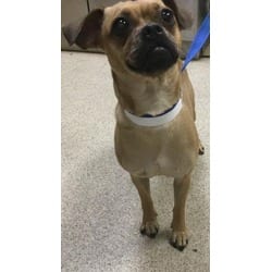 Photo of Daisy, adoptable Pug Chihuahua in Jurupa Valley, California