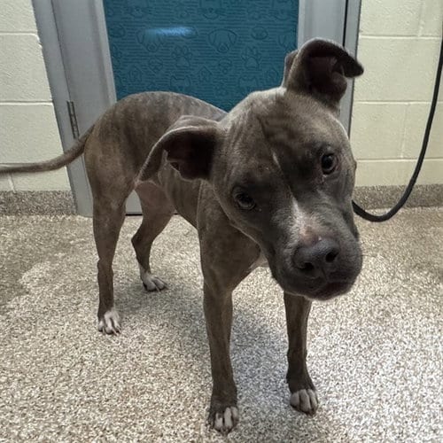 Photo of Moana, adoptable American Bulldog in Pueblo, Colorado