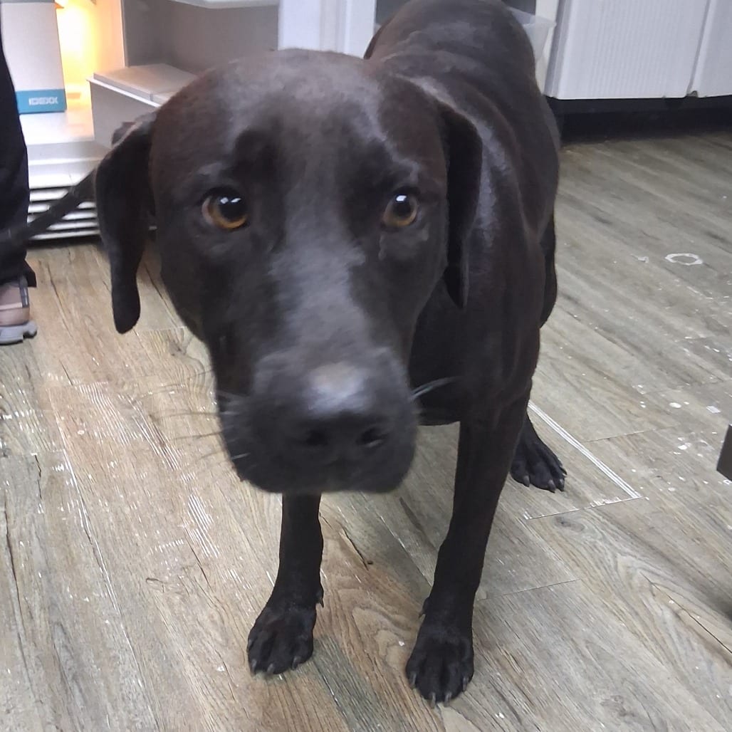 Photo of Squid, adoptable Mixed Breed (Medium) in Summerville, South Carolina