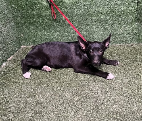Photo of Tampa, adoptable German Shepherd Dog in Lancaster, California