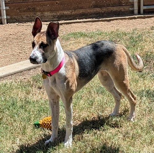 Photo of Trixie, adoptable Great Dane in Plano, Texas
