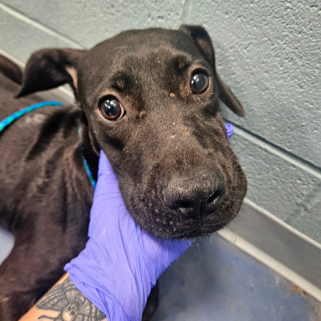 Photo of Irina, adoptable Terrier, Pit Bull in Greensboro, North Carolina