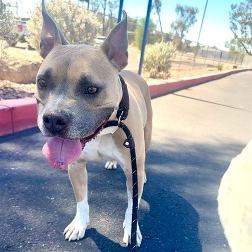 Photo of Scooby, adoptable Bulldog in Mesa, Arizona